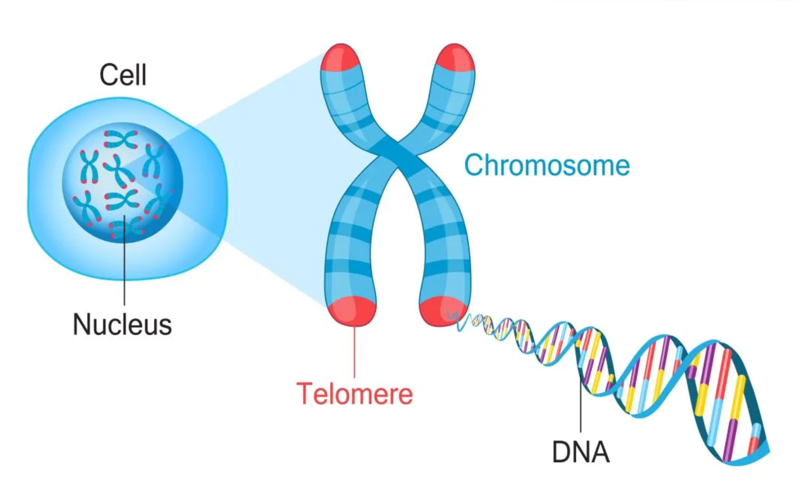 护端粒！抗衰老！围产组织来源干细胞为啥更能打？