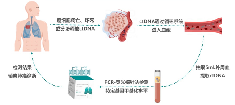 肺癌高危？别只做CT！甲基化检测动态盯紧 “肿瘤苗头”